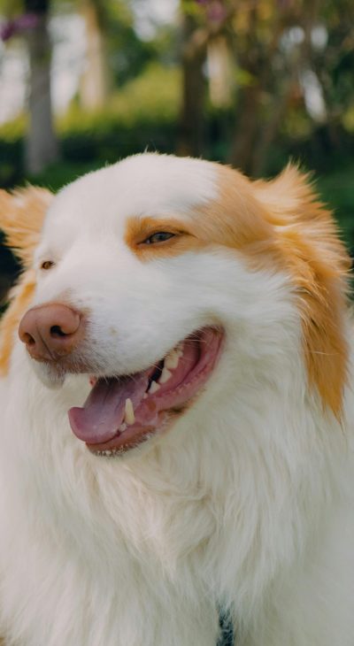 pexels-mitbg000-20811929